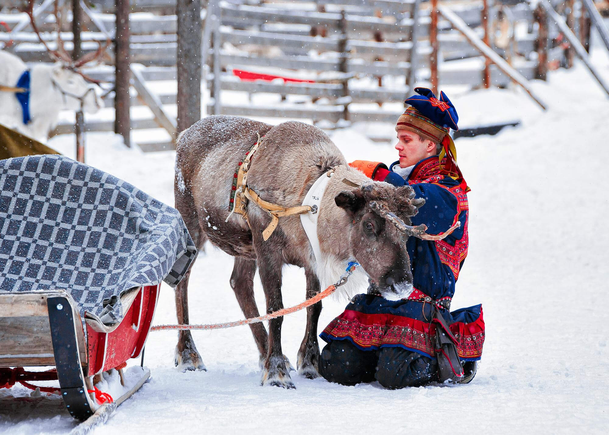 A person in a vibrant blue and red Sami gákti kneels in a snowy landscape, gently touching a brown reindeer. The reindeer wears a harness with a white chest strap and is attached to a red sled, partially covered by a grey and white patterned blanket. Light snow falls, and a white reindeer stands in the blurred background near a wooden fence. The lighting is soft and bright.