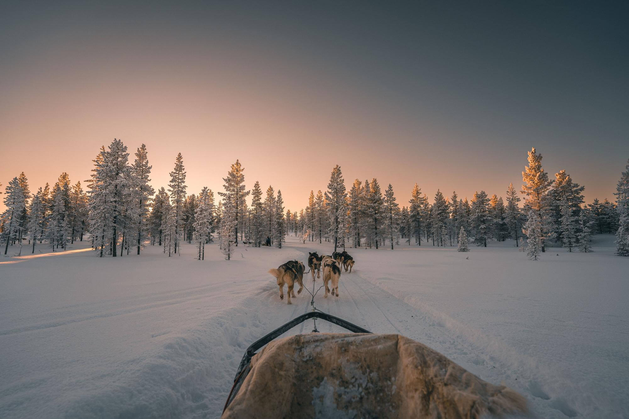 A first-person view from a dog sled shows a team of huskies pulling through a snow-covered forest. The sky transitions from warm orange to dark blue-grey, casting a golden glow on the frosted pine trees and the snowy path.