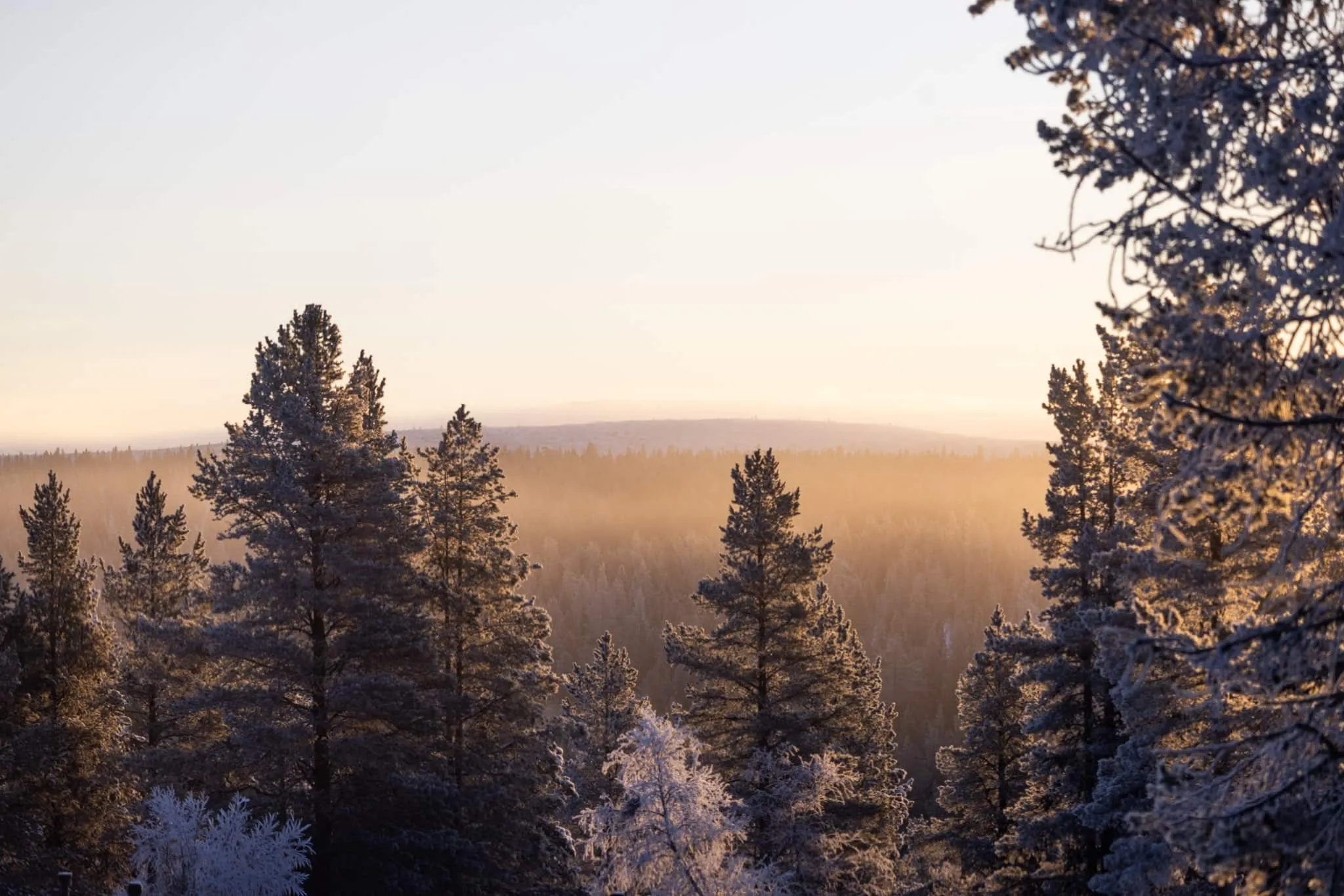 A serene winter forest scene at sunrise or sunset, featuring numerous frost-covered evergreen trees in the foreground. A warm, golden light illuminates the distant forest, creating a hazy glow on the horizon under a pale yellow sky. The foreground trees are partially backlit, with their frosted branches sparkling in the golden light, while their shaded areas appear in cool blue-grey tones.